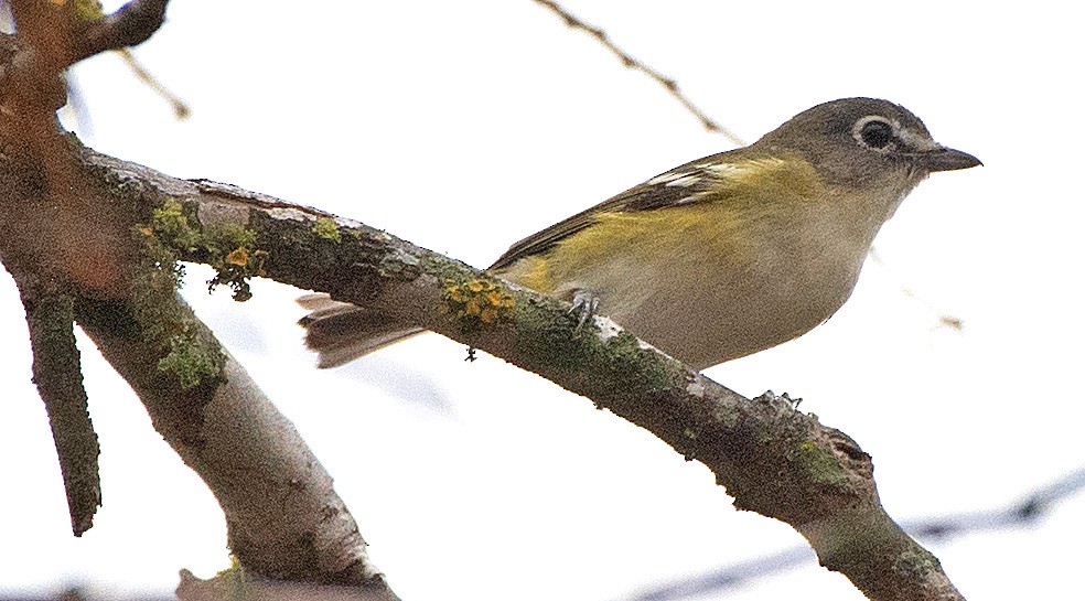 Blue-headed Vireo - Kenneth Butler