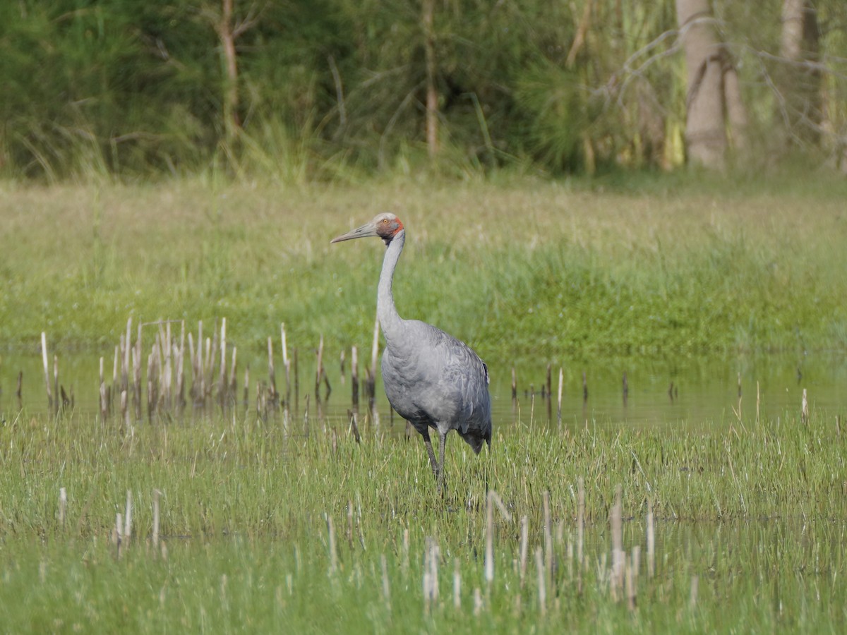 Brolga - Guy Pardey