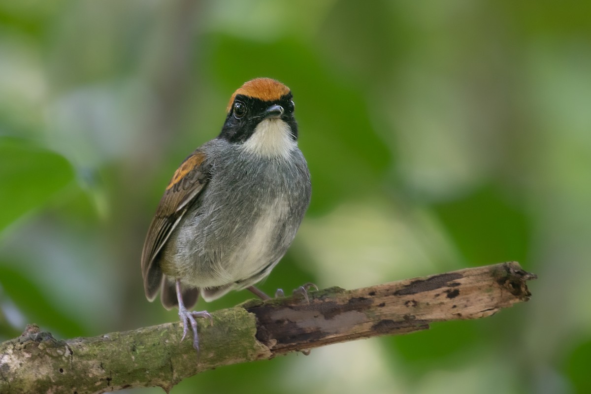 Black-cheeked Gnateater - ML512605151