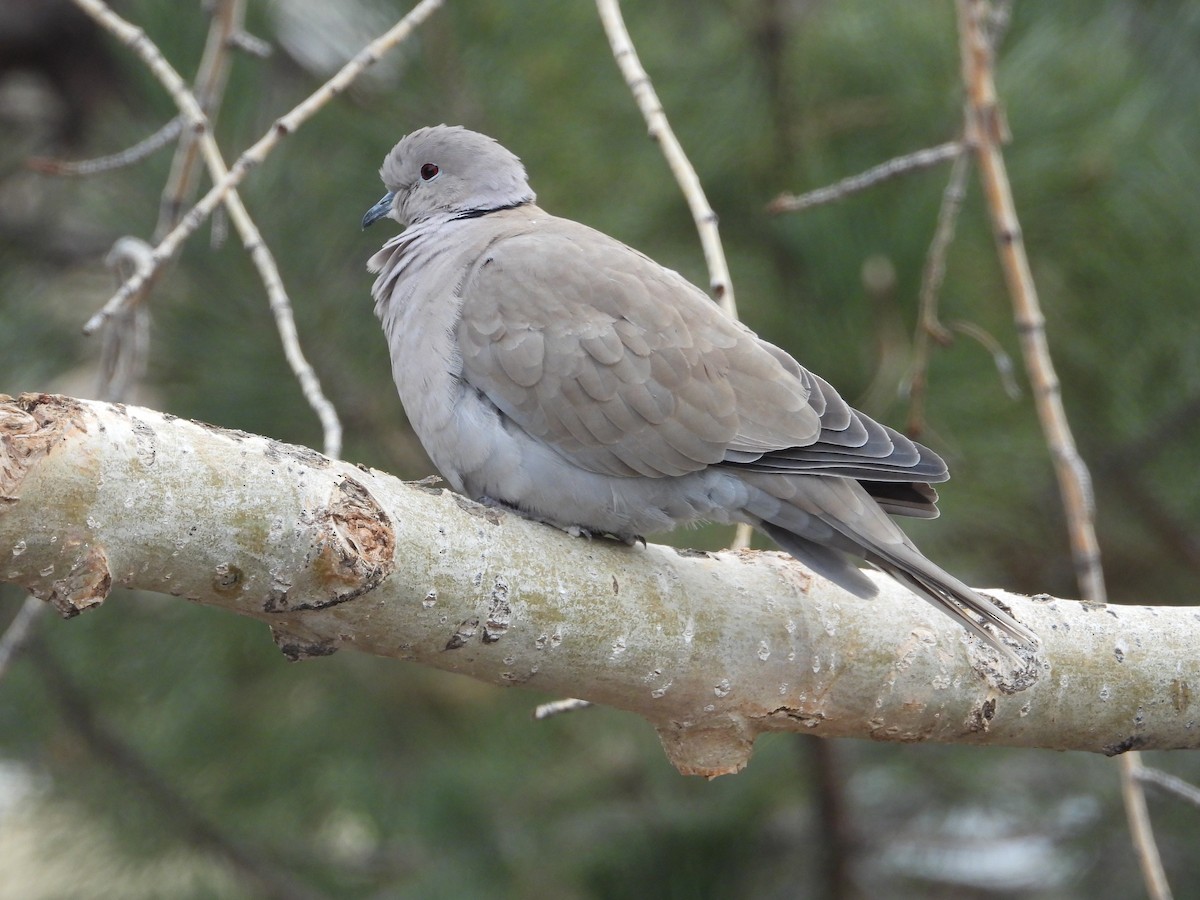 Eurasian Collared-Dove - Jeff Percell