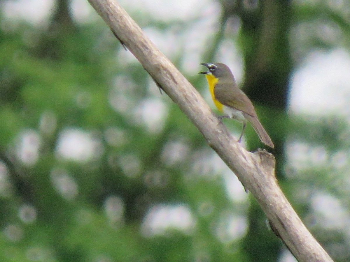 Yellow-breasted Chat - ML512605951