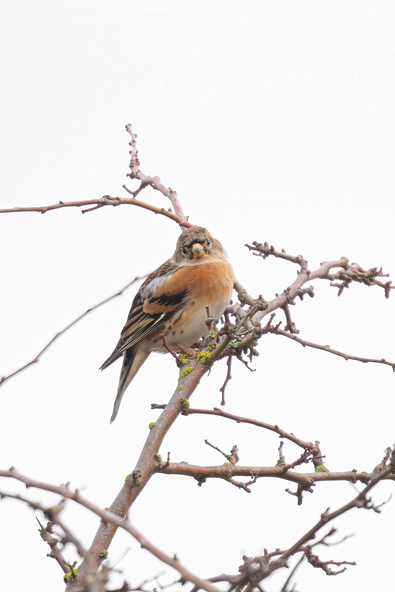 Brambling - ML512608501