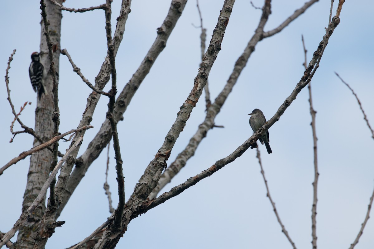 Eastern Wood-Pewee - ML512609181