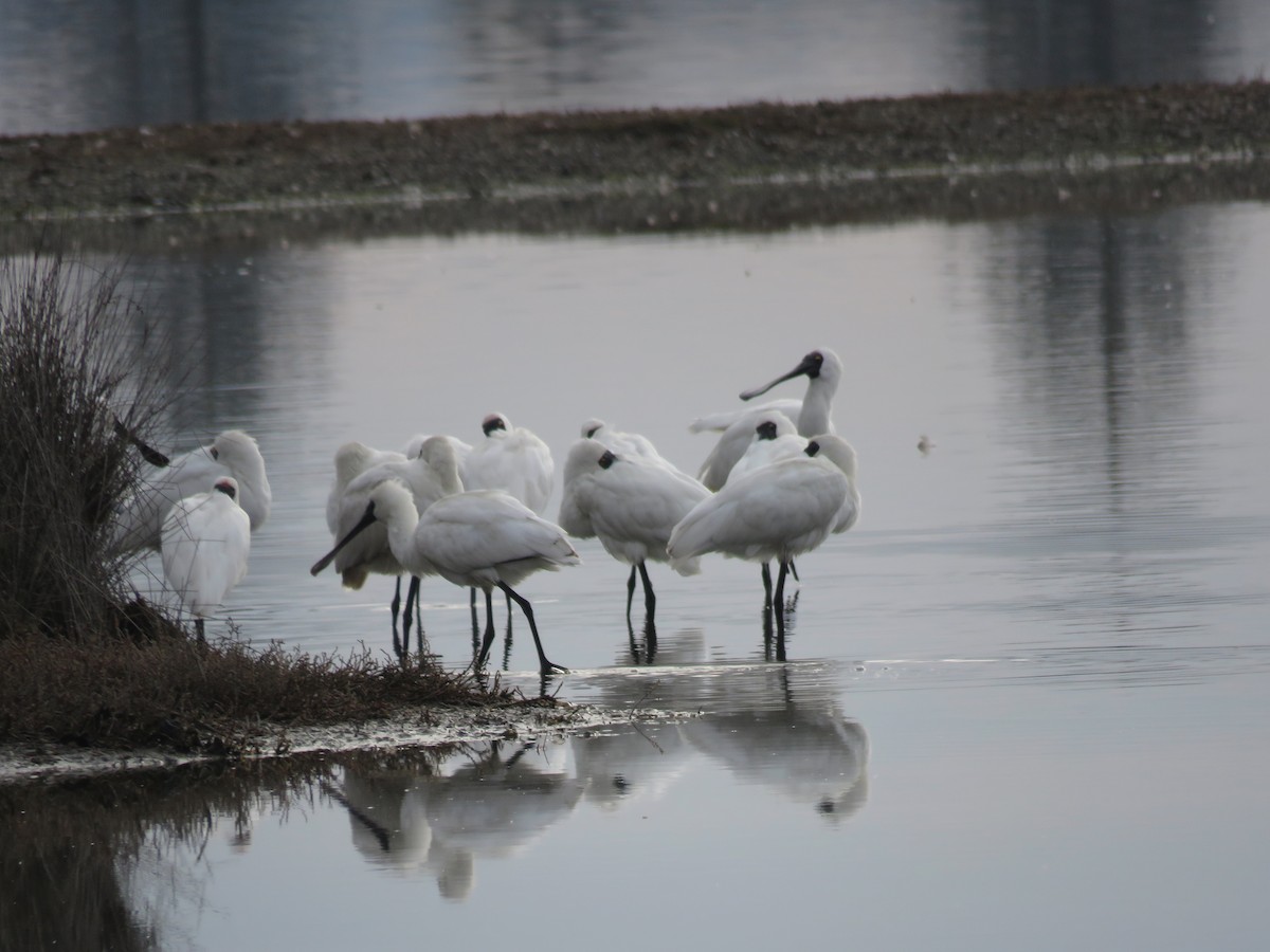 Royal Spoonbill - ML512609201