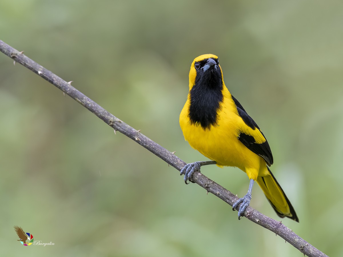 Yellow-tailed Oriole - fernando Burgalin Sequeria