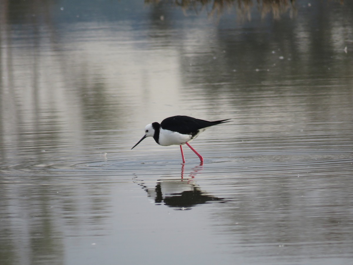 Pied Stilt - Taran Catania