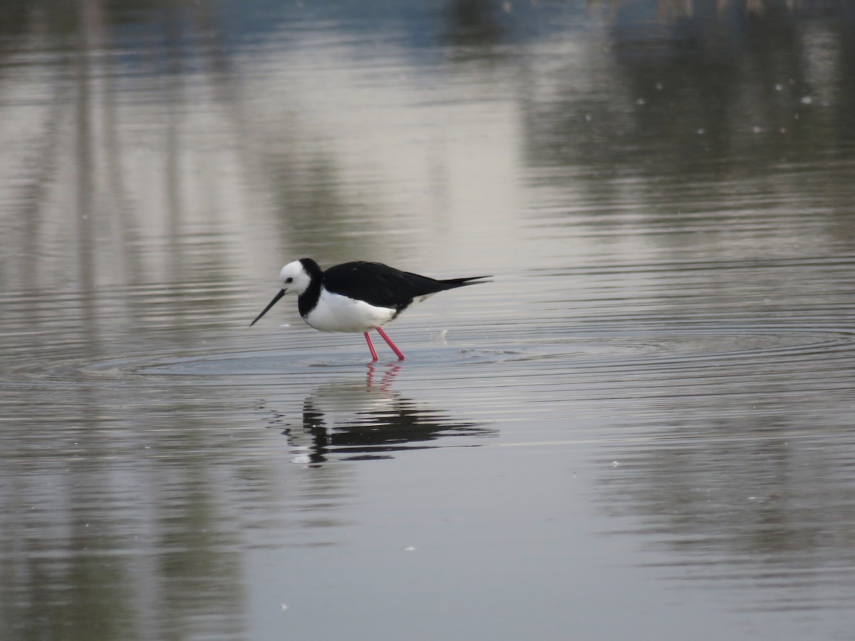 Pied Stilt - ML512610181