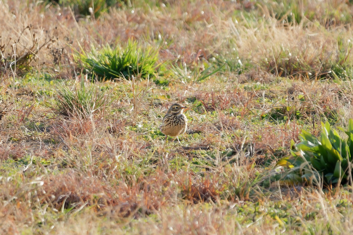 American Pipit - ML512610481