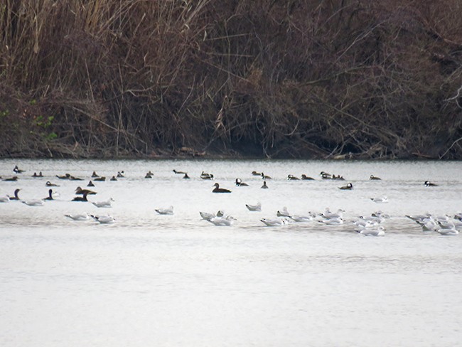 Hooded Merganser - ML512610721