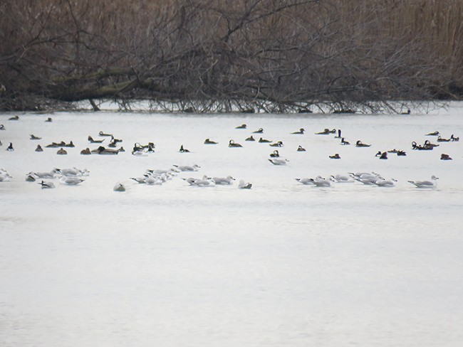 Hooded Merganser - ML512610741