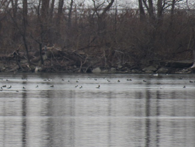 Hooded Merganser - ML512610751