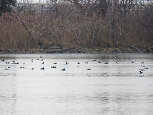 Hooded Merganser - ML512610781