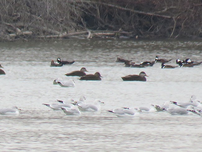 American Black Duck - ML512610801