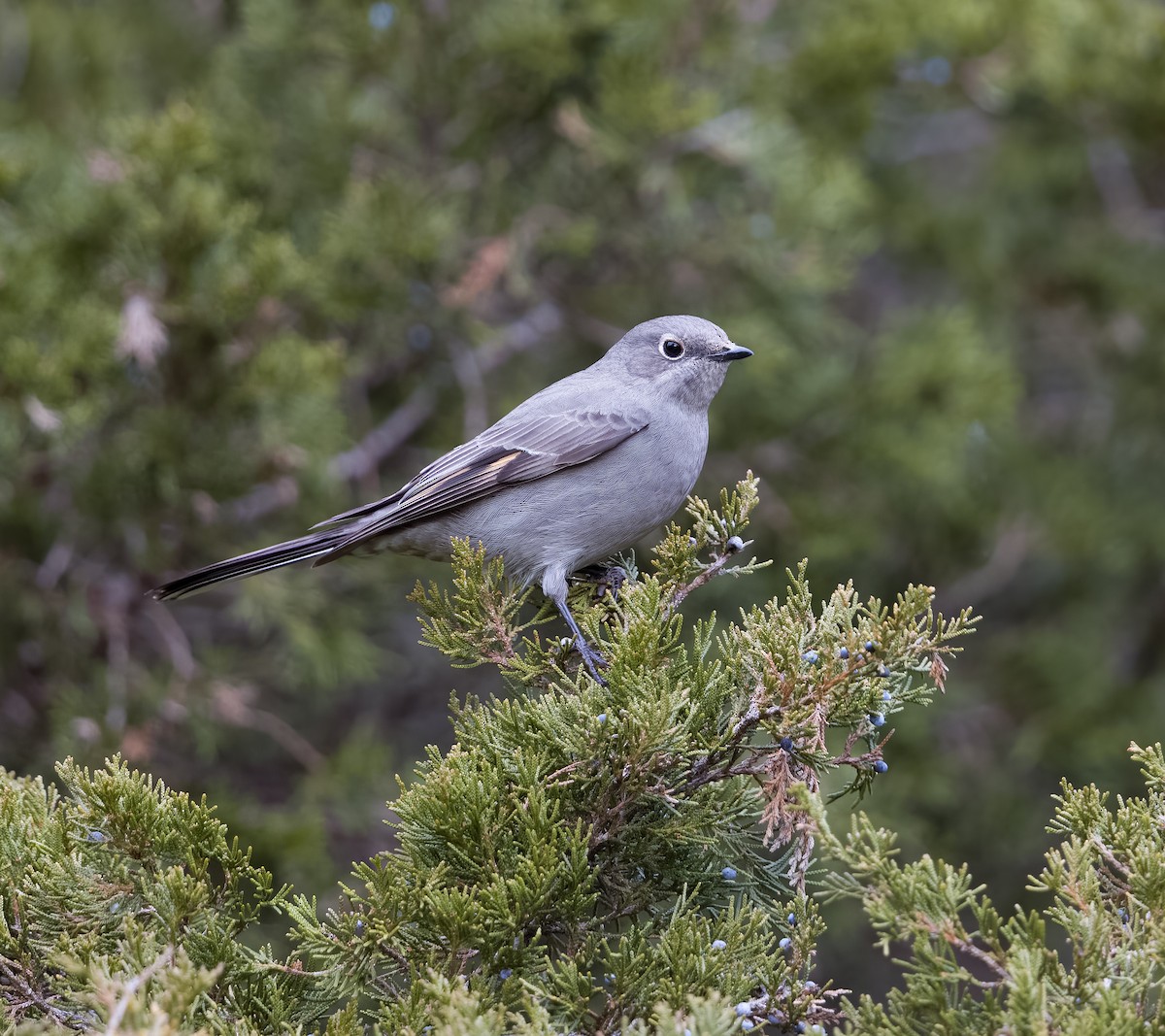 Townsend's Solitaire - ML512611511