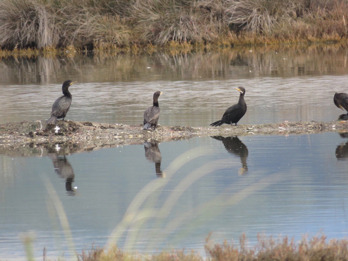 Little Pied Cormorant - ML512611521