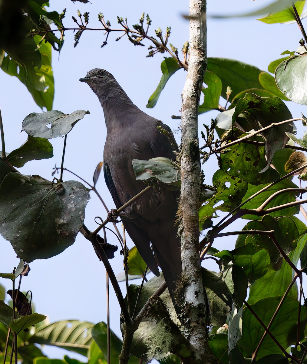 Ruddy Pigeon (Ruddy) - ML512611741