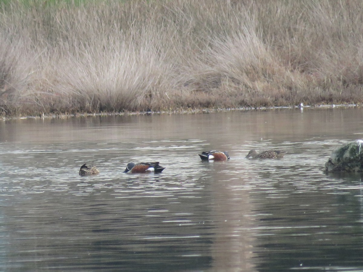 Australasian Shoveler - Taran Catania