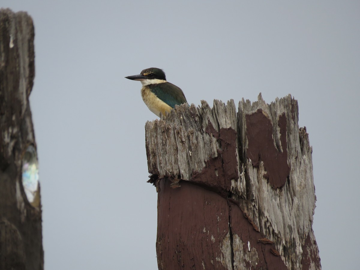 Sacred Kingfisher - Taran Catania