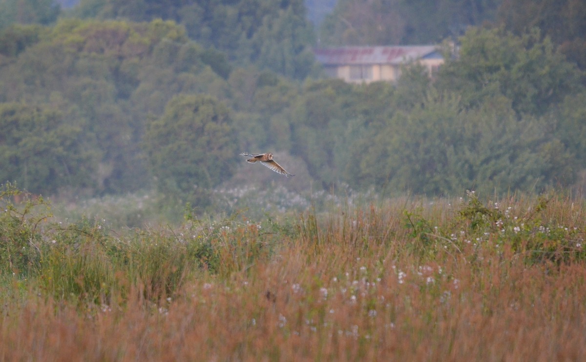 Short-eared Owl - ML512612141