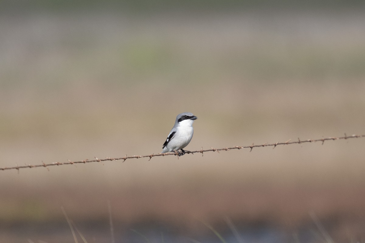 Loggerhead Shrike - Graham Deese