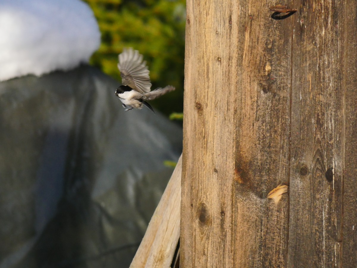 Willow Tit - Ann Saetnan