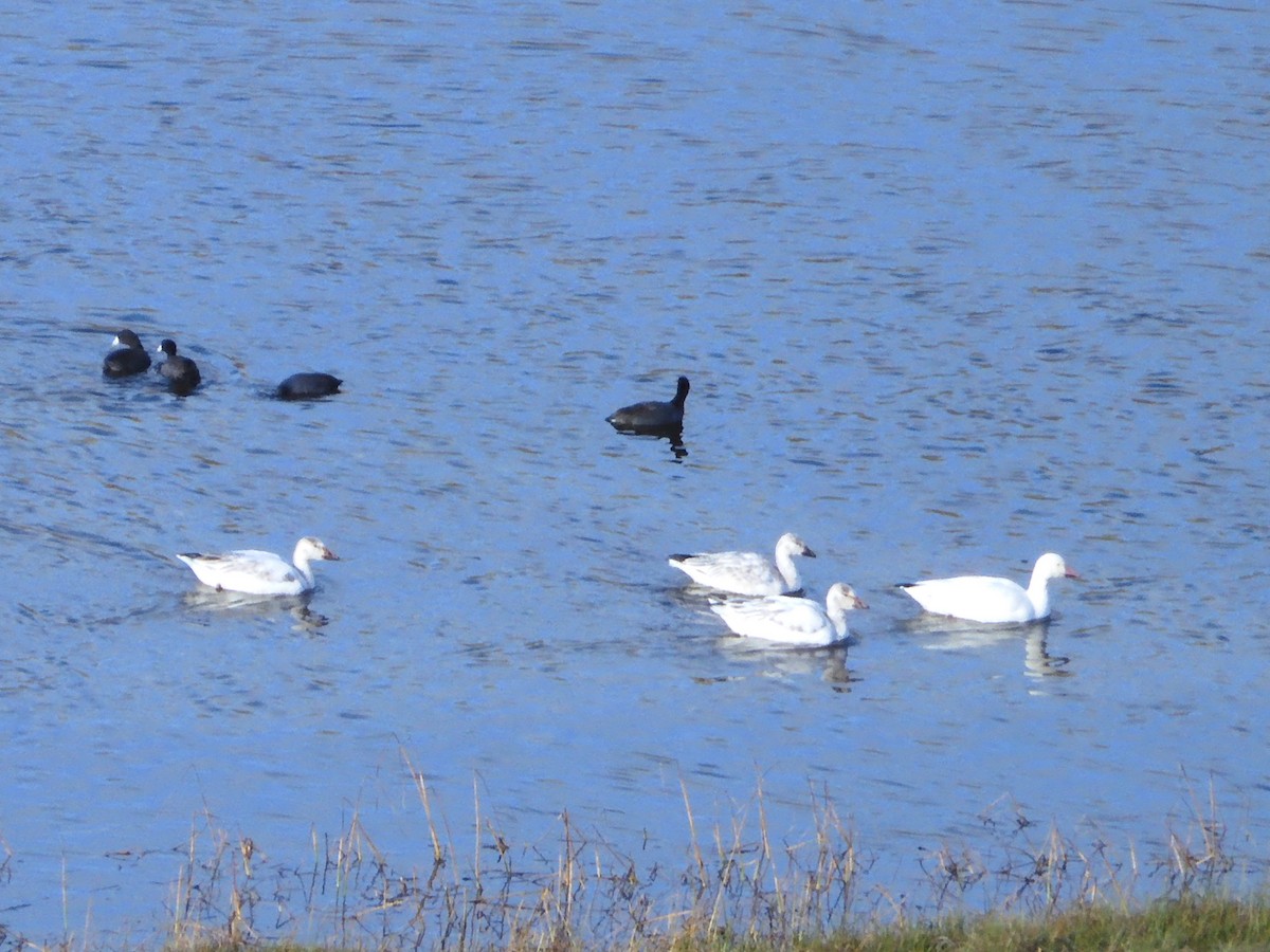 Snow Goose - ML512614041