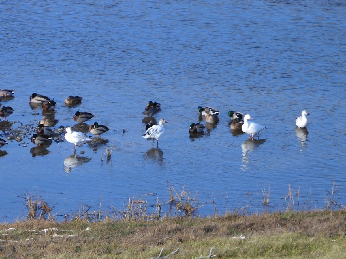 Snow Goose - ML512614051