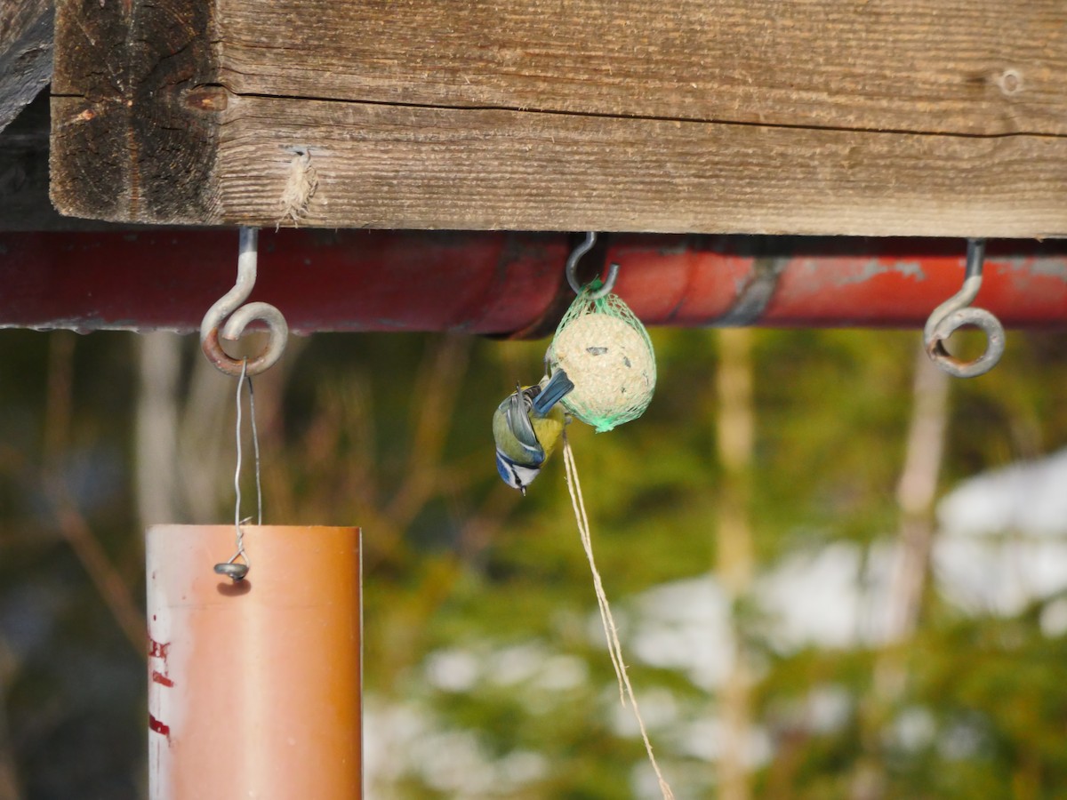 Eurasian Blue Tit - ML51261421