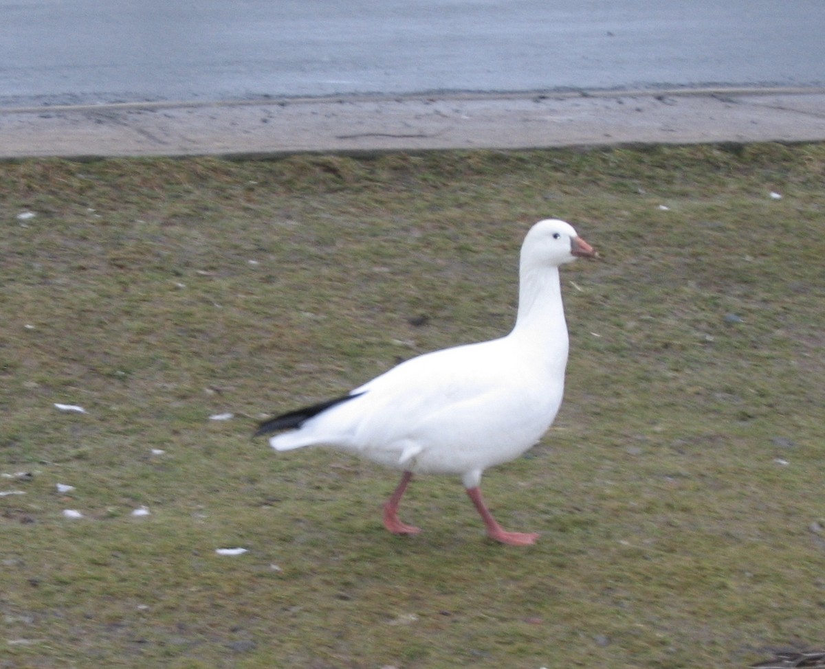 Ross's Goose - ML512614681