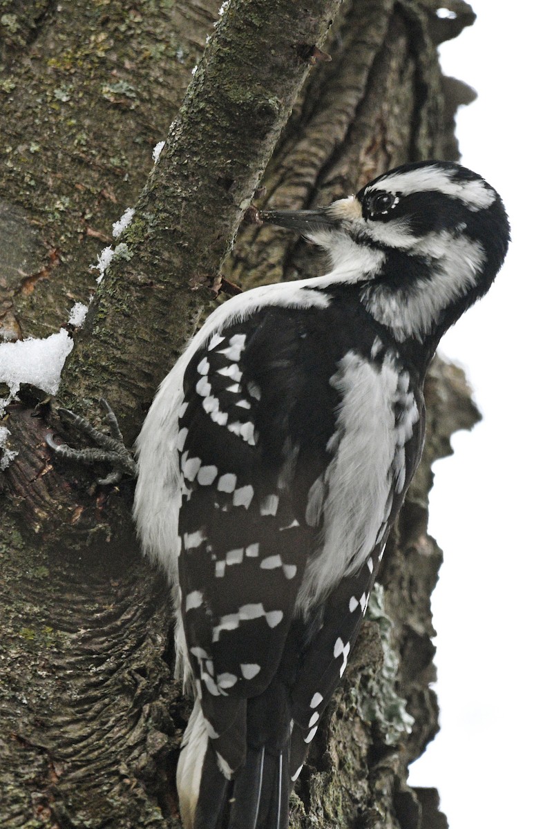 Hairy Woodpecker - ML512614971