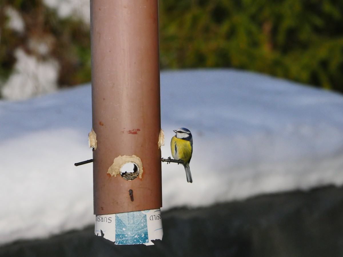 Eurasian Blue Tit - ML51261541