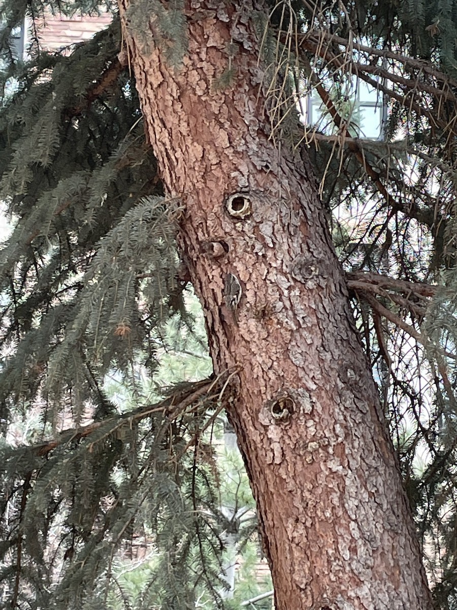 Brown Creeper - ML512618281