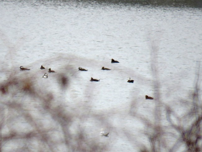 Hooded Merganser - ML512618341