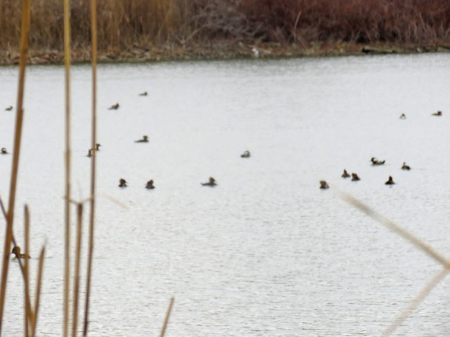 Hooded Merganser - ML512618381