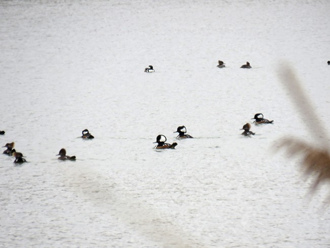 Hooded Merganser - ML512618441