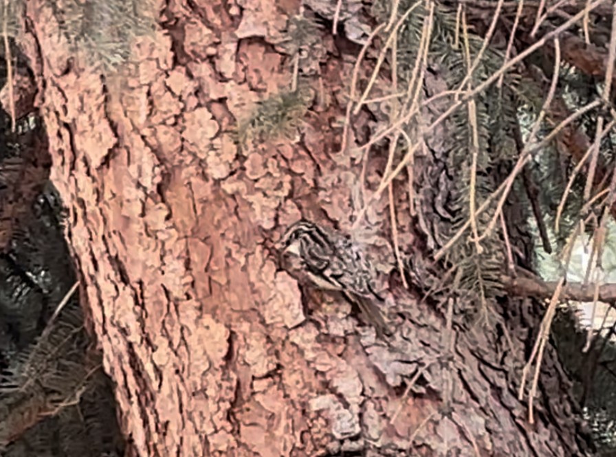 Brown Creeper - ML512619221