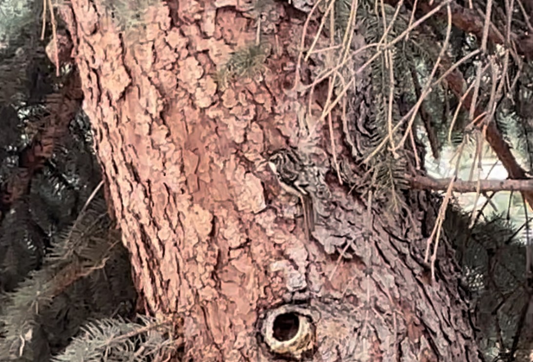 Brown Creeper - ML512619231