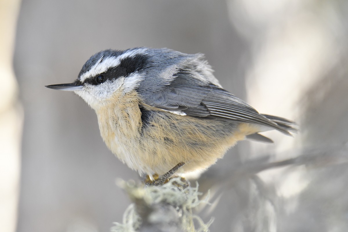 Red-breasted Nuthatch - David Chernack