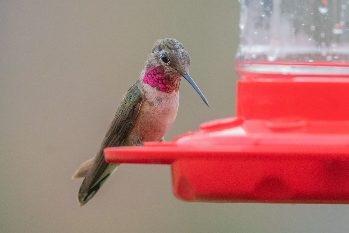 Broad-tailed Hummingbird - ML512620511