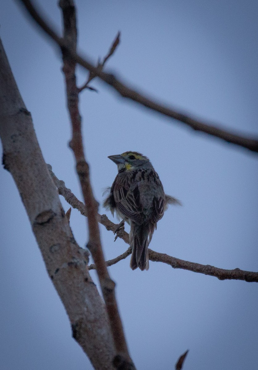 Dickcissel - Prairie Birder