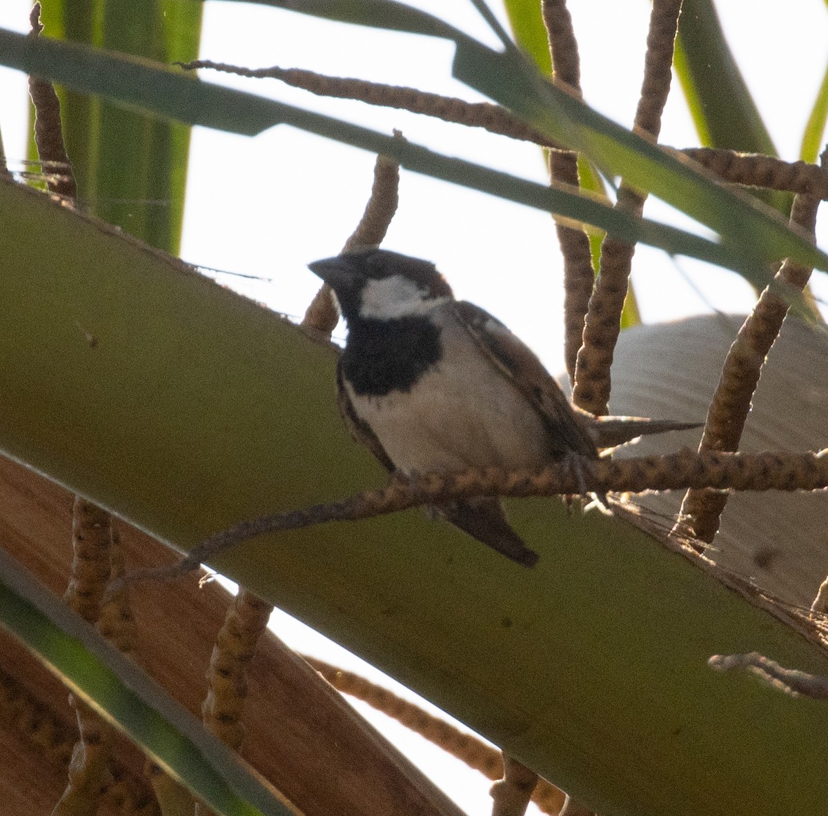 House Sparrow - ML512621411