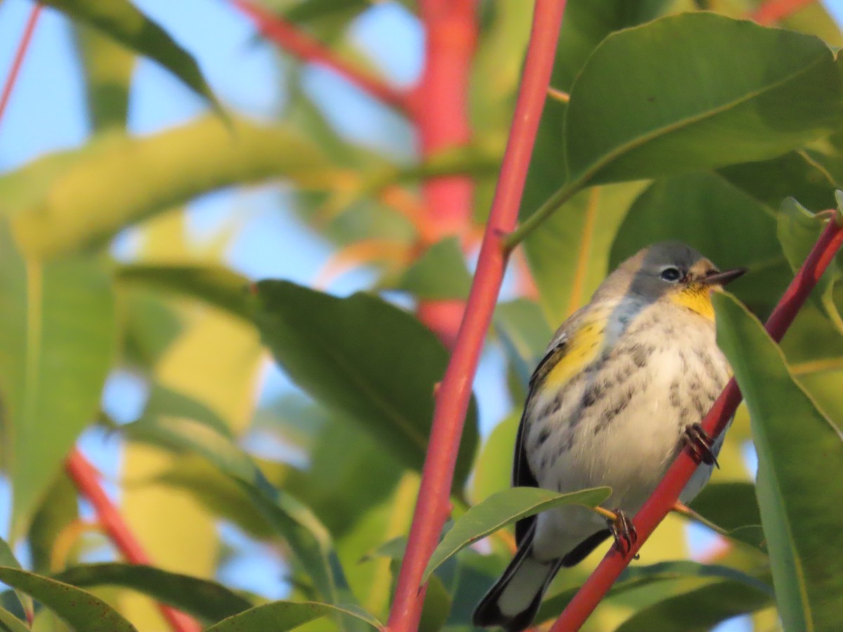 Yellow-rumped Warbler - ML512621421