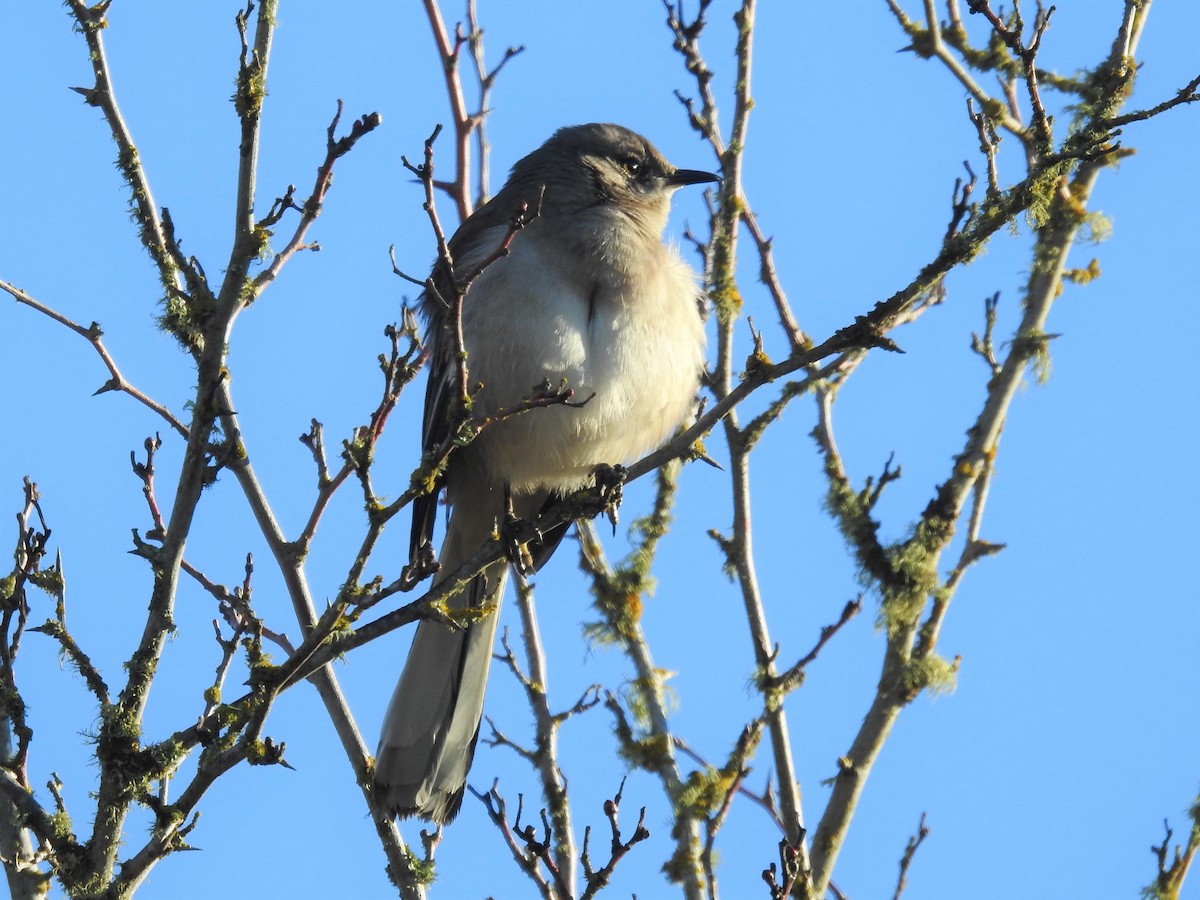 Northern Mockingbird - Erik Bergman