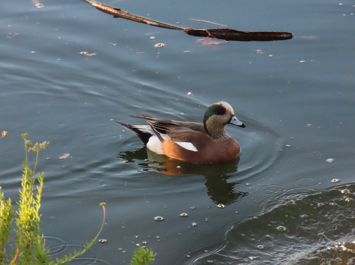 American Wigeon - Donna Bray