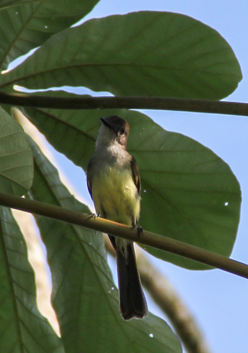 Dusky-capped Flycatcher - ML512621951