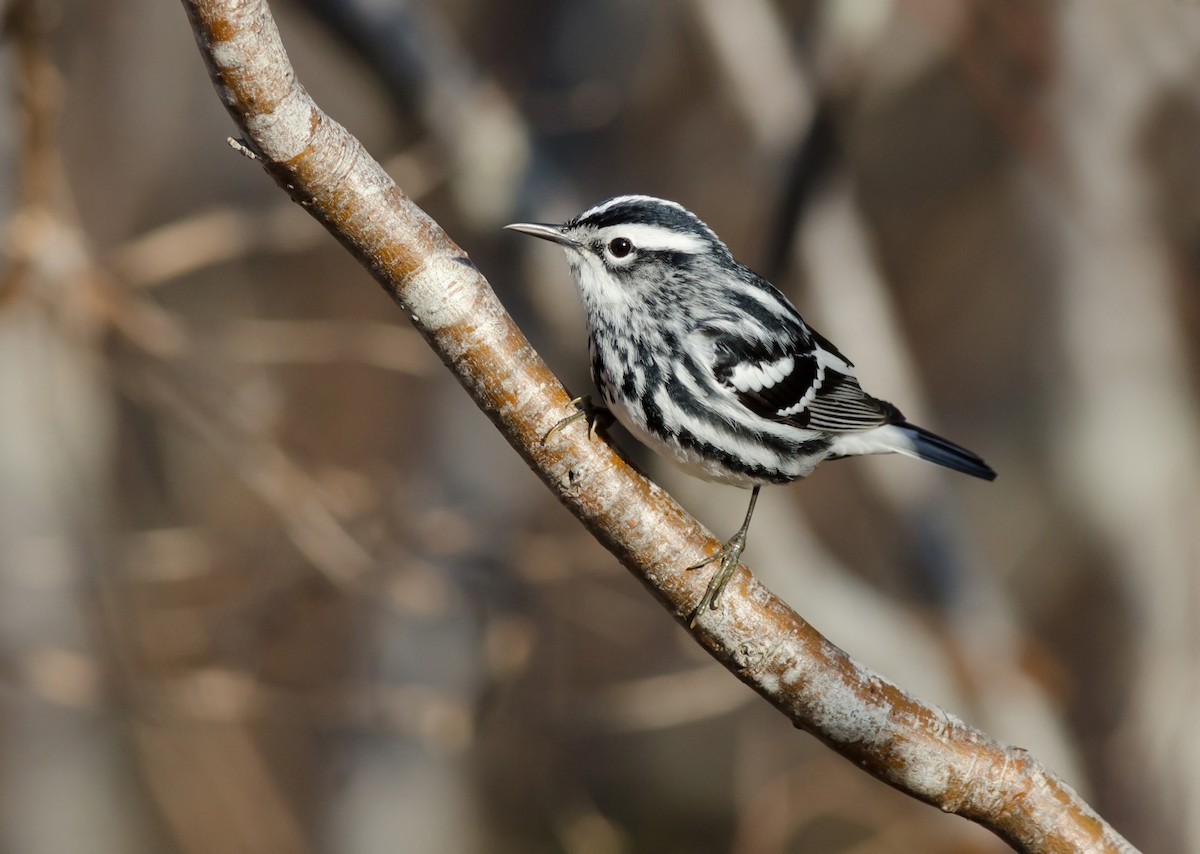 Black-and-white Warbler - Alix d'Entremont