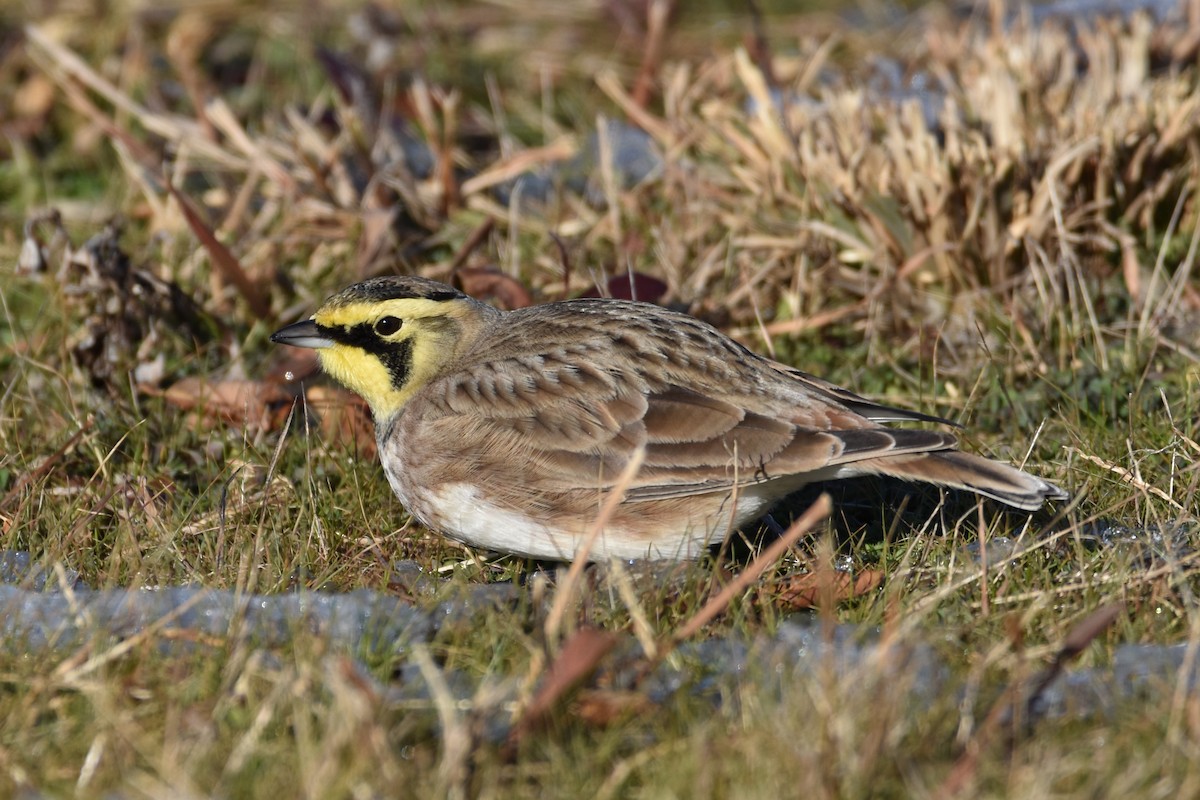 Horned Lark - ML512622581