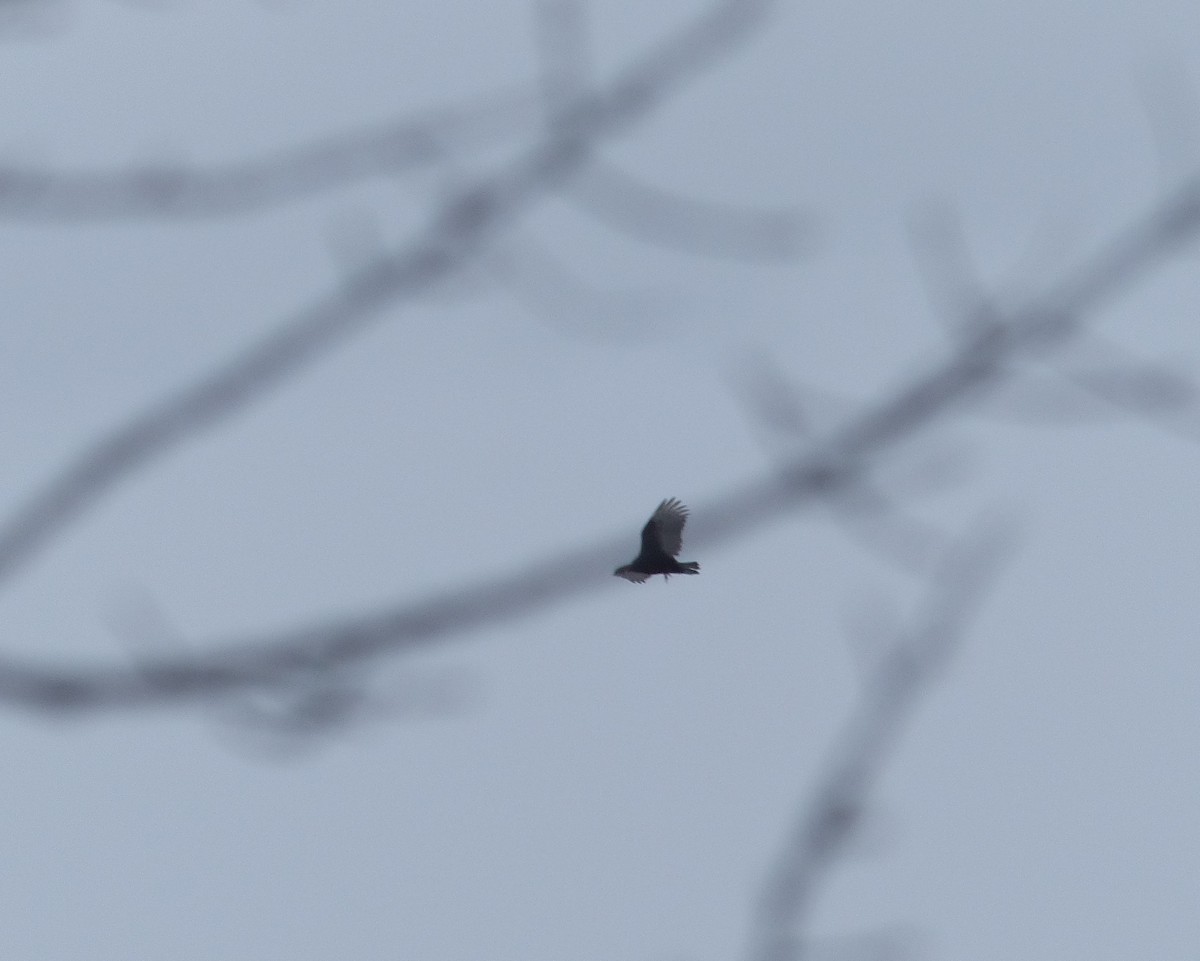 Turkey Vulture - karen o'hearn