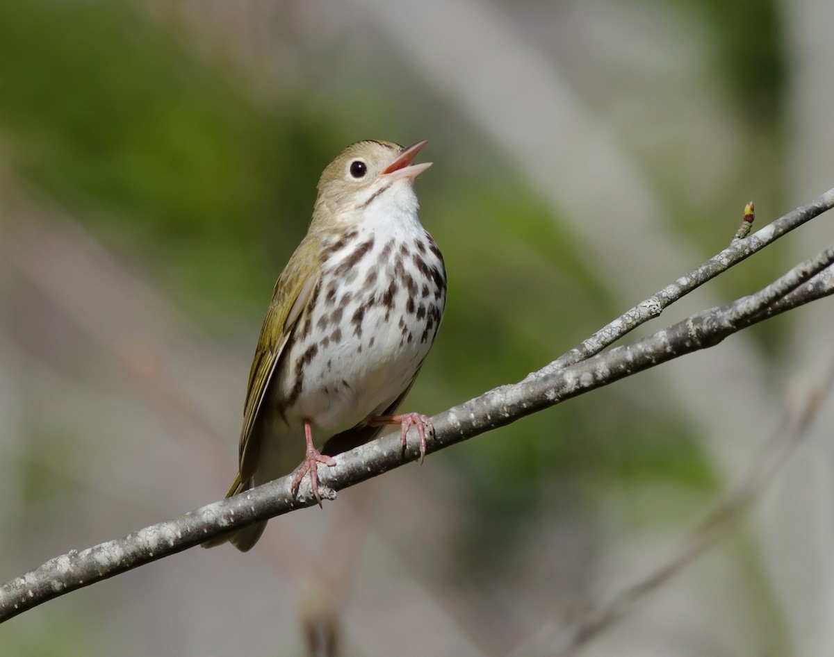 Ovenbird - ML51262341