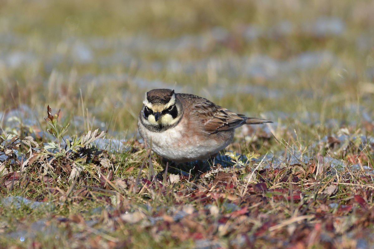 Horned Lark - ML512623411